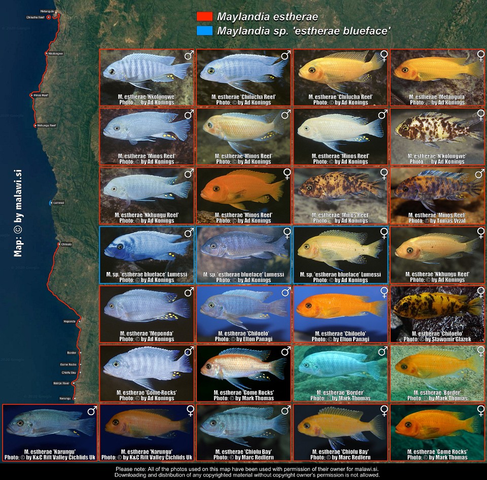 Maylandia estherae & Maylandia sp. 'estherae blueface'